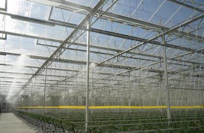 欧荷生态小番茄 全自动化生长环境控制的技术解析